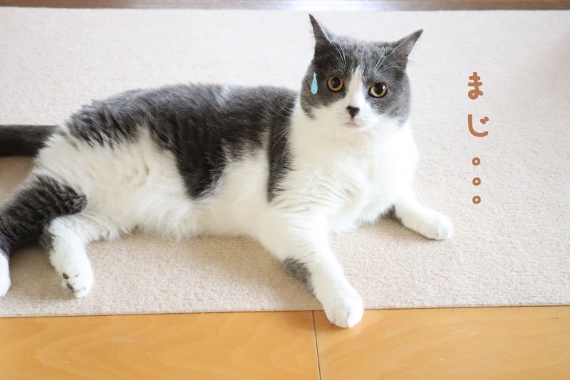 業者から見積を取って愕然とします